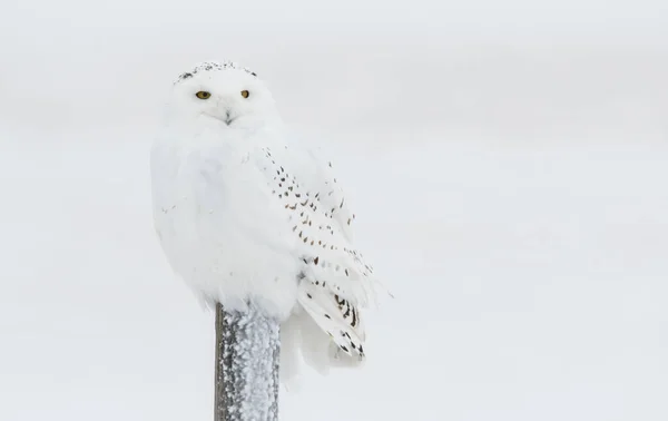 Coruja Estado Selvagem Pássaro Natureza Fauna — Fotografia de Stock