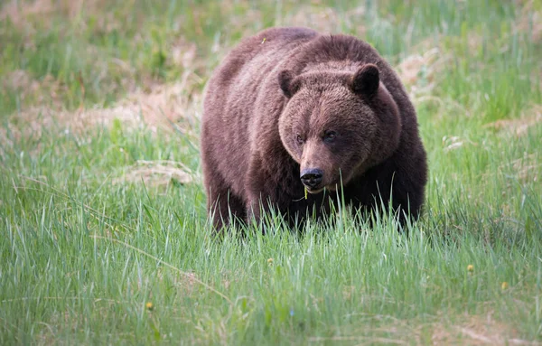 Дикий Ведмедик Тварина Природа Фауна — стокове фото