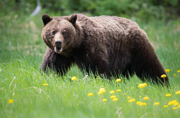 Urso Pardo Selvagem Animal Natureza Fauna — Fotografia de Stock