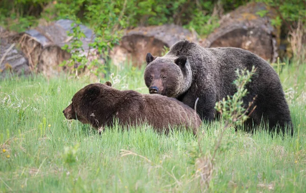 Vahşi Ayılar Hayvanlar Doğa Fauna — Stok fotoğraf