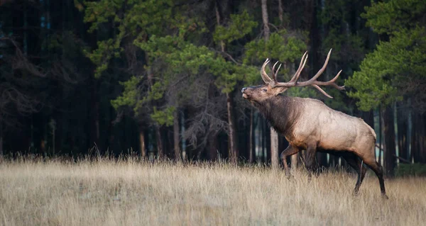 Elk — Stock fotografie