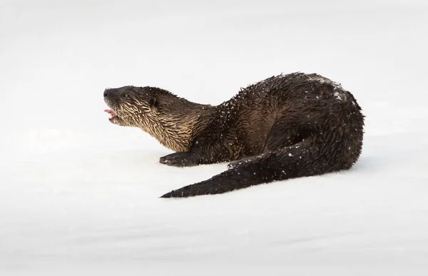 Wilder Flussotter Tier Natur Fauna — Stockfoto