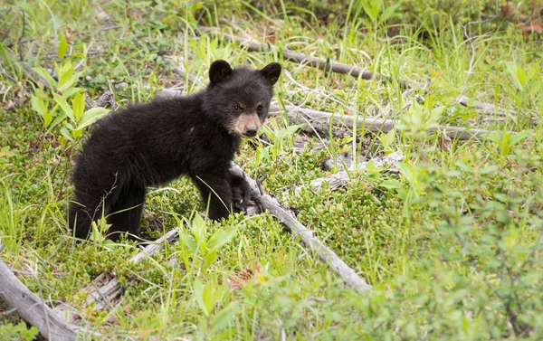 黑熊在野外 — 图库照片