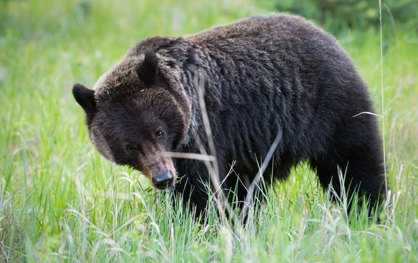 Grizzly Bear Wild Animal Nature Fauna — ストック写真