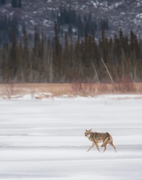 Coyote Estado Salvaje Animal Naturaleza Fauna —  Fotos de Stock