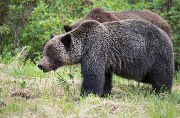 Medvědi Grizzly Divočině Zvířata Příroda Fauna — Stock fotografie