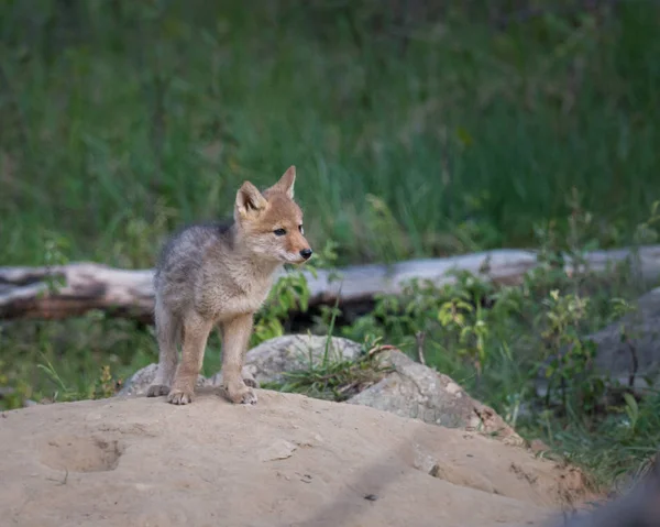 Cucciolo Coyote Selvatico Animale Natura Fauna — Foto Stock