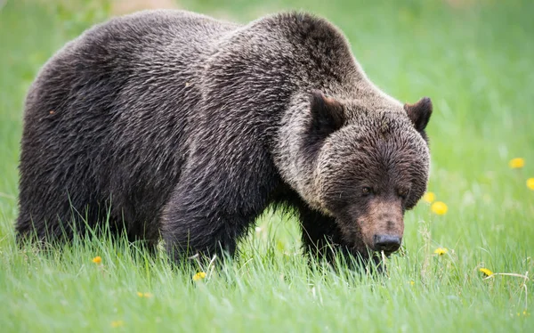 Divoký Medvěd Grizzly Zvíře Příroda Fauna — Stock fotografie