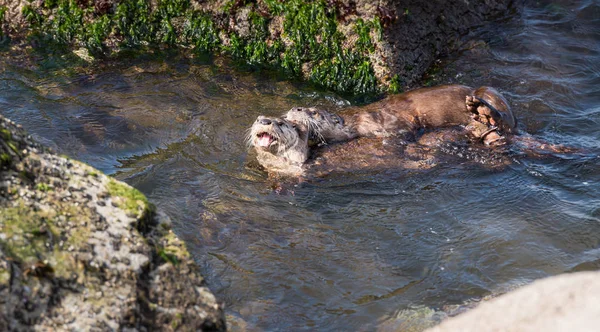 River Otters Wild Animals Nature Fauna — Stock Photo, Image