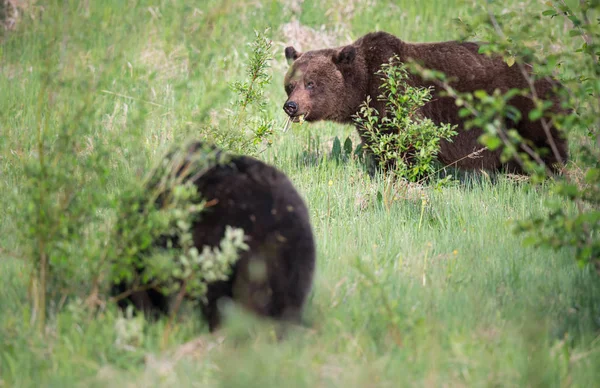 Medvědi Grizzly Divočině Zvířata Příroda Fauna — Stock fotografie