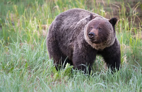 Divoký Medvěd Grizzly Zvíře Příroda Fauna — Stock fotografie