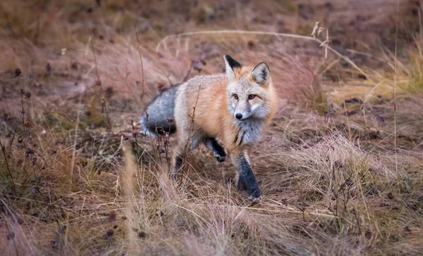 Wilde Rode Vos Dier Natuur Fauna — Stockfoto