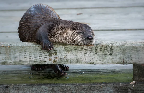 Rivier Otter Het Wild Dier Natuur Fauna — Stockfoto