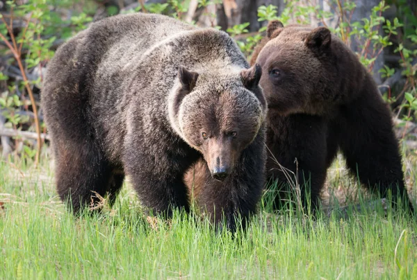 Grizzly Beren Het Wild Dieren Natuur Fauna — Stockfoto