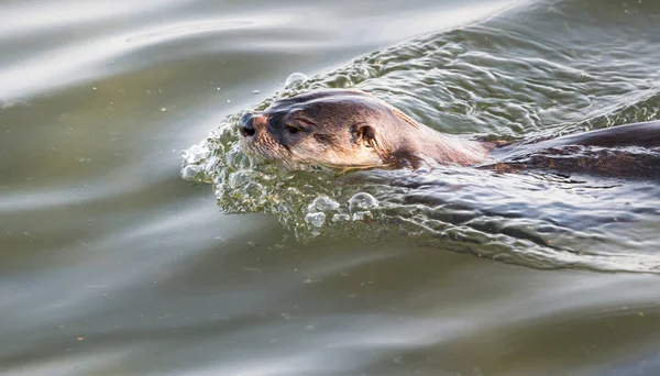 Rzeka Wydra Dziczy Zwierzę Natura Fauna — Zdjęcie stockowe
