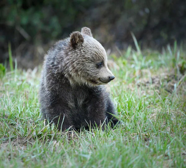 동물의 회색곰 동물상 — 스톡 사진