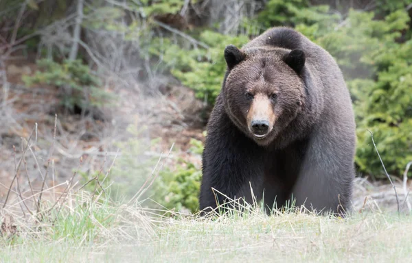 Urso Pardo Selvagem Animal Natureza Fauna — Fotografia de Stock