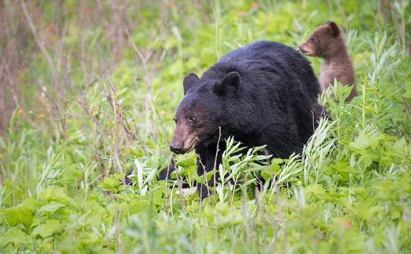 Ursos Negros Estado Selvagem Animais Natureza Fauna — Fotografia de Stock