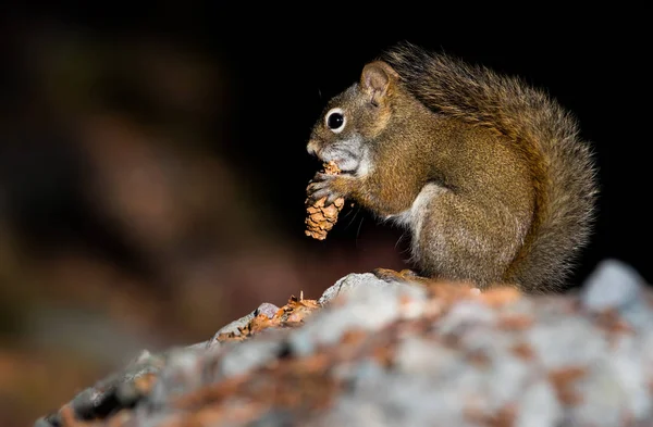 Red Squirrel Winter — Stock Photo, Image