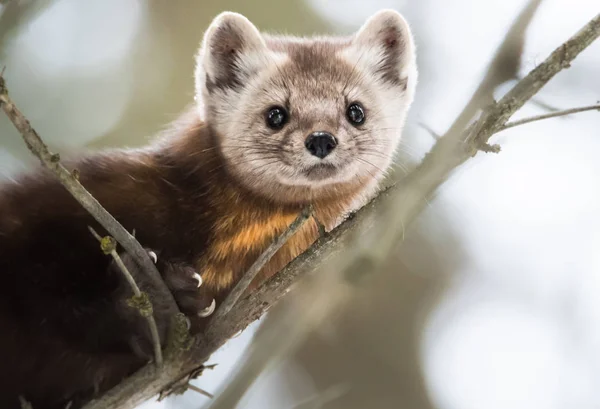 Marta Pinheiro Estado Selvagem Natureza Fauna — Fotografia de Stock