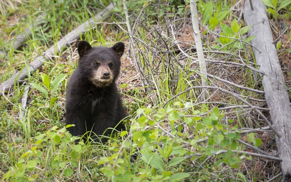 Černý Medvěd Divočině Zvíře Příroda Fauna — Stock fotografie