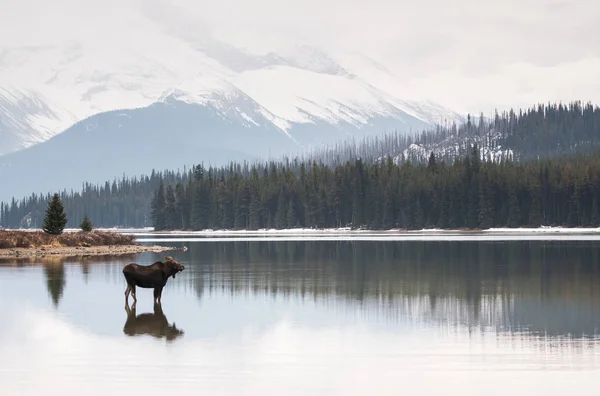 Alce Selvatico Animale Natura Fauna — Foto Stock