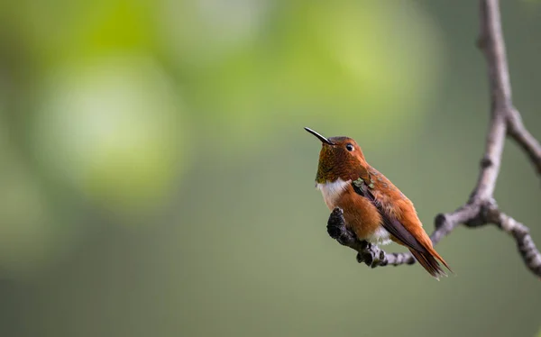 Colibri Dans Nature Oiseau Nature Faune — Photo