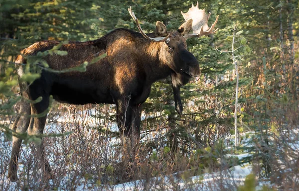 Moose Divočině Zvíře Příroda Fauna — Stock fotografie