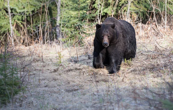 Urso Pardo Selvagem Animal Natureza Fauna — Fotografia de Stock