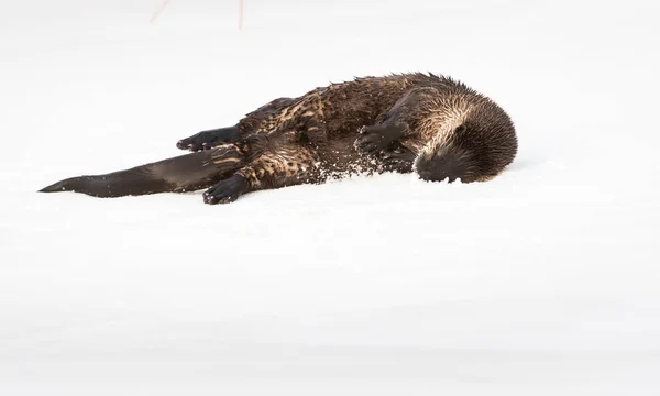 Wild River Otter Dier Natuur Fauna — Stockfoto