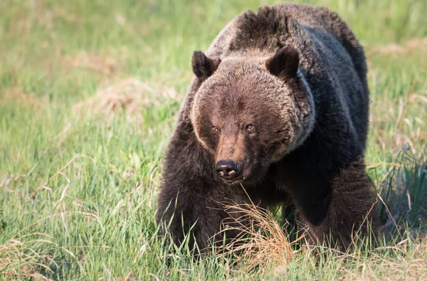 Divoký Medvěd Grizzly Zvíře Příroda Fauna — Stock fotografie