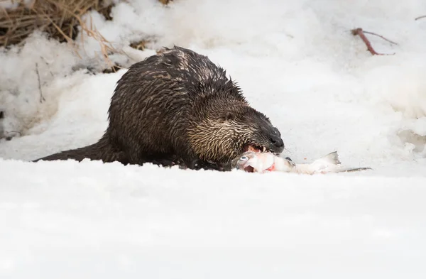 Wild River Otter Animal Naturaleza Fauna —  Fotos de Stock
