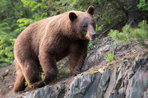 Medvěd Divočině Zvíře Příroda Fauna — Stock fotografie