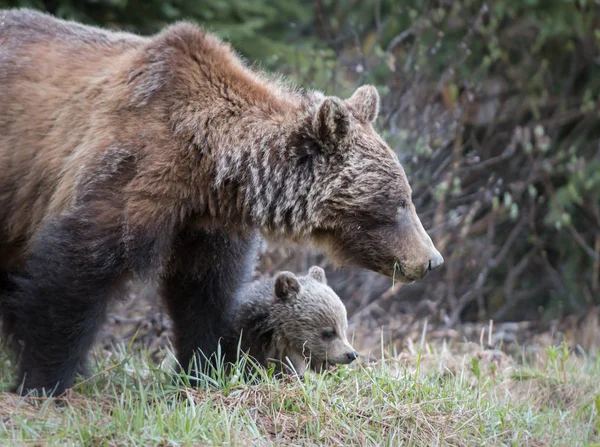 Osos Pardos Salvajes Animales Naturaleza Fauna —  Fotos de Stock