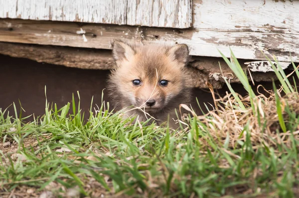 Red Fox Wild Animal Nature Fauna — Stockfoto