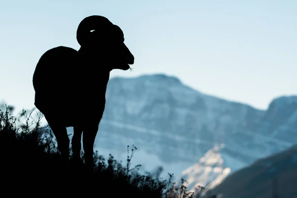 Дикие Овцы Бигхорн Природа Фауна — стоковое фото