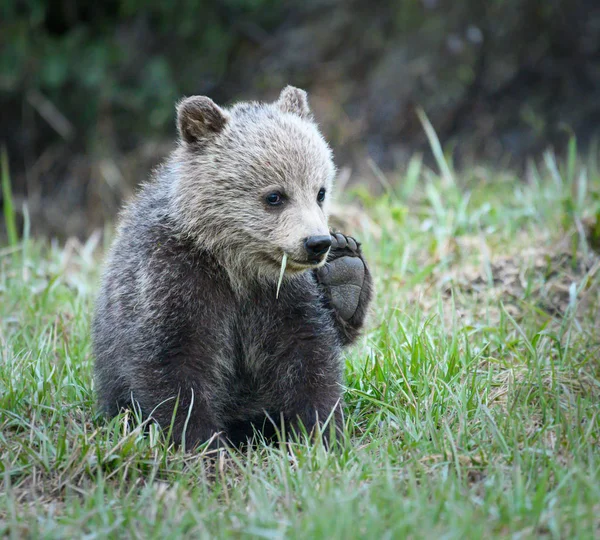 Cachorro Oso Pardo Estado Salvaje Animal Naturaleza Fauna — Foto de Stock