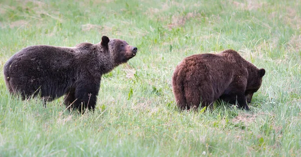 Grizzly Bears Wild Animals Nature Fauna — Stock Photo, Image