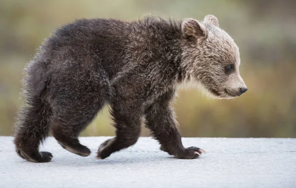 Urso Pardo Animal Natureza Fauna — Fotografia de Stock