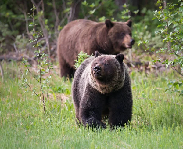 Osos Pardos Salvajes Animales Naturaleza Fauna — Foto de Stock