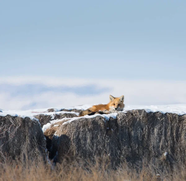 Volpe Rossa Animale Natura Fauna — Foto Stock