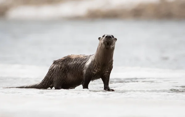 River Otter Animal Nature Fauna — Stock Photo, Image