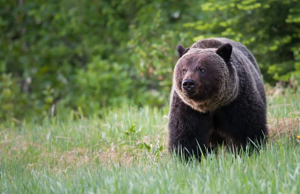 Orso Grizzly Selvatico Animale Natura Fauna — Foto Stock