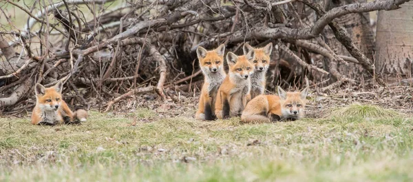 Red Foxes Animals Nature Fauna — Stock Photo, Image