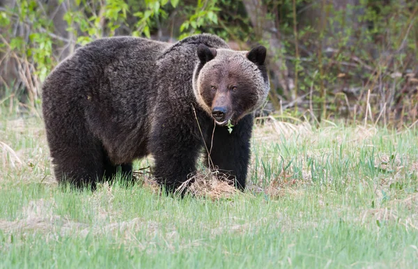 Divoký Medvěd Grizzly Zvíře Příroda Fauna — Stock fotografie