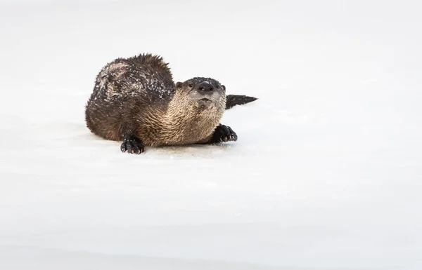 Rivier Otter Het Wild Dier Natuur Fauna — Stockfoto