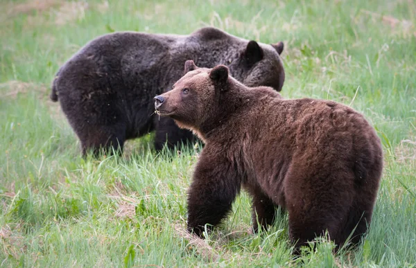 Medvědi Grizzly Divočině Zvířata Příroda Fauna — Stock fotografie