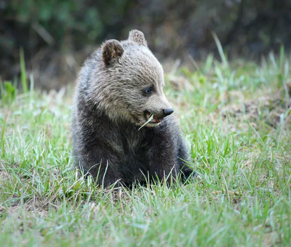 Urso Pardo Estado Selvagem Animal Natureza Fauna — Fotografia de Stock