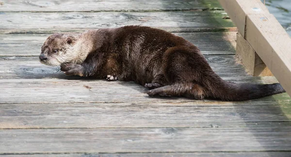 Rivier Otter Het Wild Dier Natuur Fauna — Stockfoto