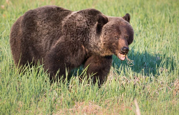 Divoký Medvěd Grizzly Zvíře Příroda Fauna — Stock fotografie